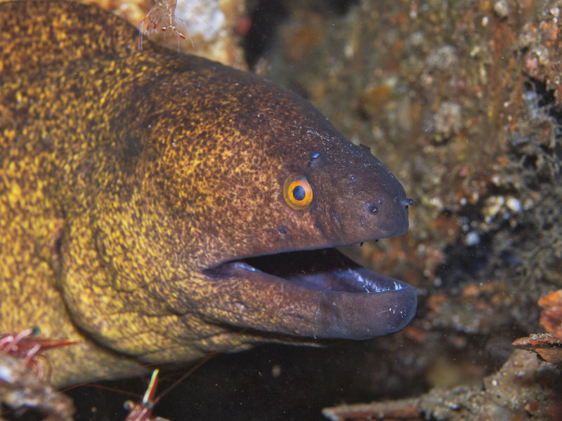 Moray eel, Sabang Wreck